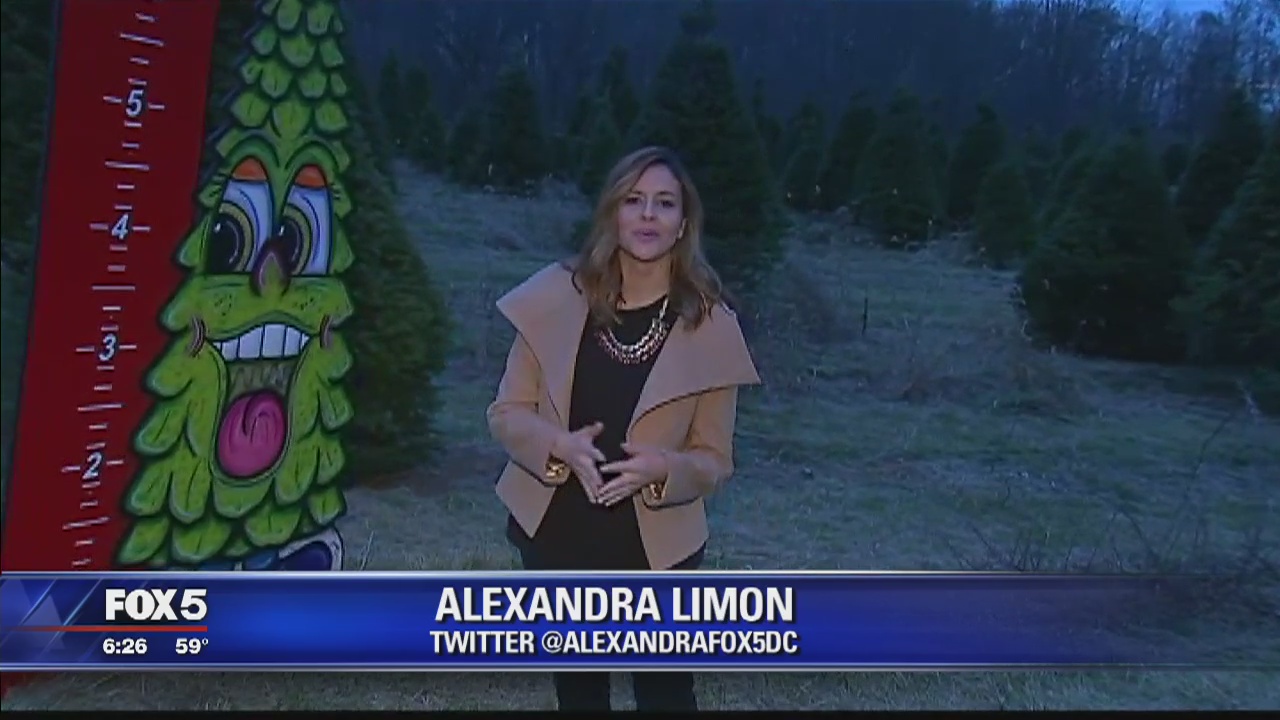 How to choose a Christmas tree | FOX 5 DC