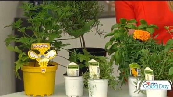 Keeping mosquitos away