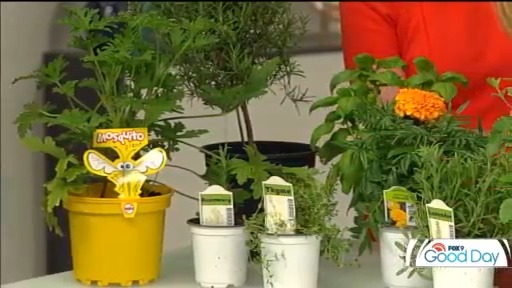 Keeping mosquitos away