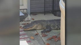 Homeowners react after finding 8-foot alligator in their yard