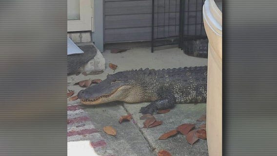 Homeowners react after finding 8-foot alligator in their yard