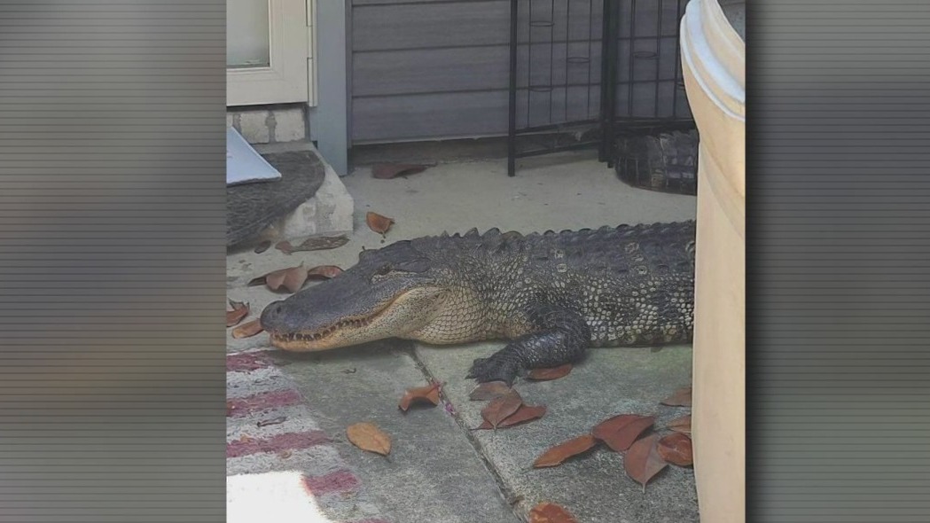 Homeowners react after finding 8-foot alligator in their yard