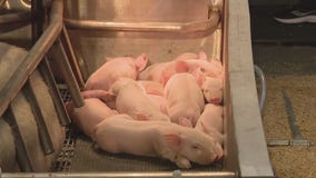 Birthing Center at Houston Livestock Show and Rodeo