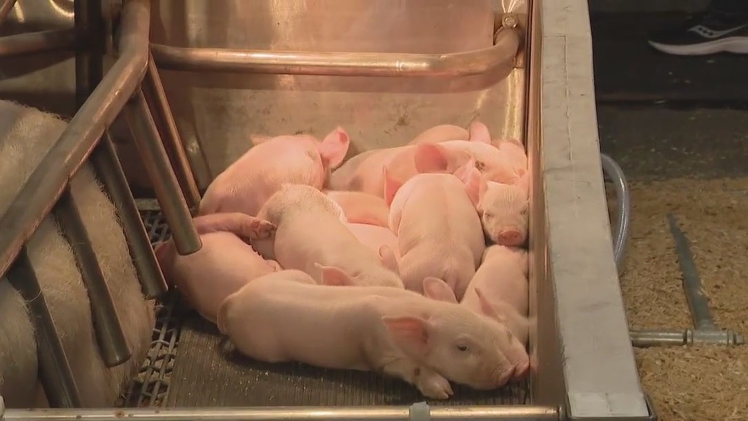 Birthing Center at Houston Livestock Show and Rodeo