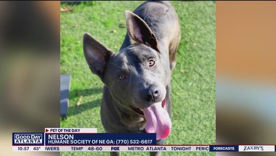 Pet of the Day from the Humane Society of Northeast Georgia
