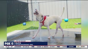 Meet Buck, Good Day Atlanta's pet of the day for Oct. 8