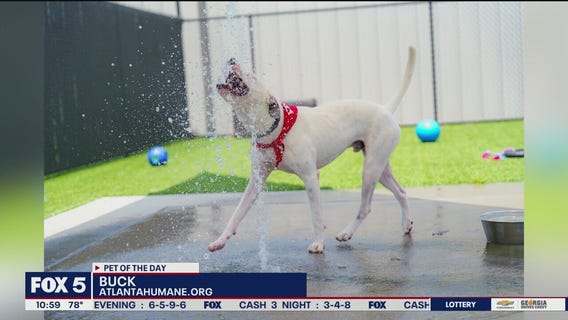 Meet Buck, Good Day Atlanta's pet of the day for Oct. 8