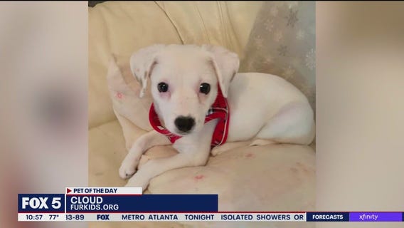 Pets of the Day from FurKids