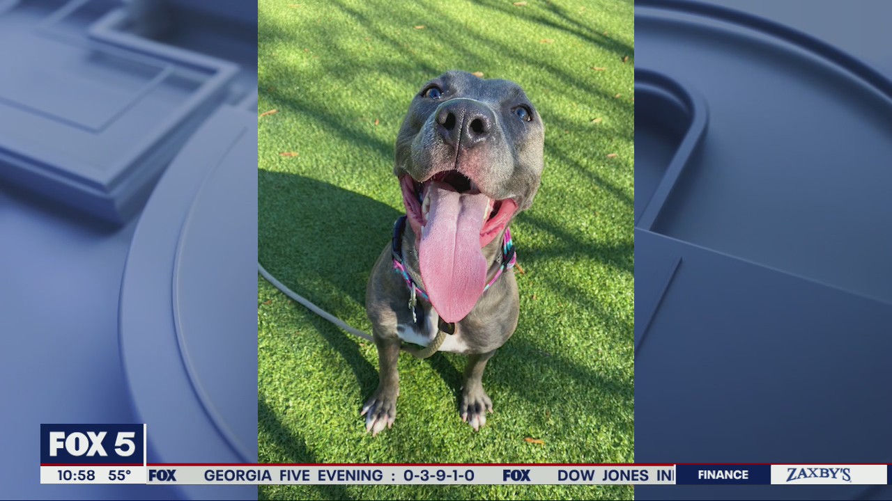Pet of the Day from the Atlanta Humane Society in Alpharetta