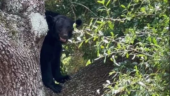 Young bear wandering around Altamonte Springs