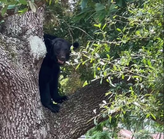 Young bear wandering around Altamonte Springs