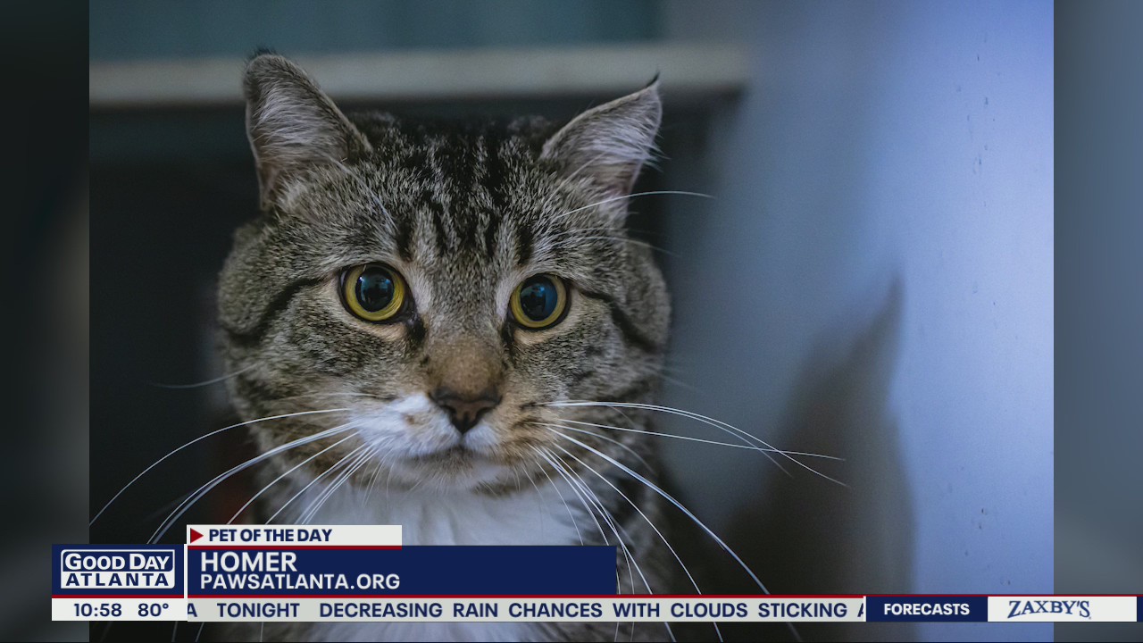Pet of the Day from Paws Atlanta