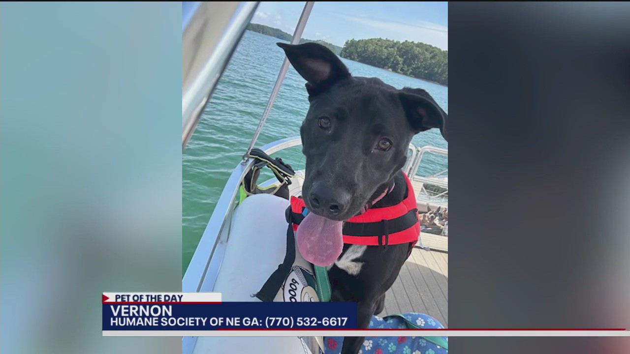 Pet of the Day from the Humane Society of NE Georgia