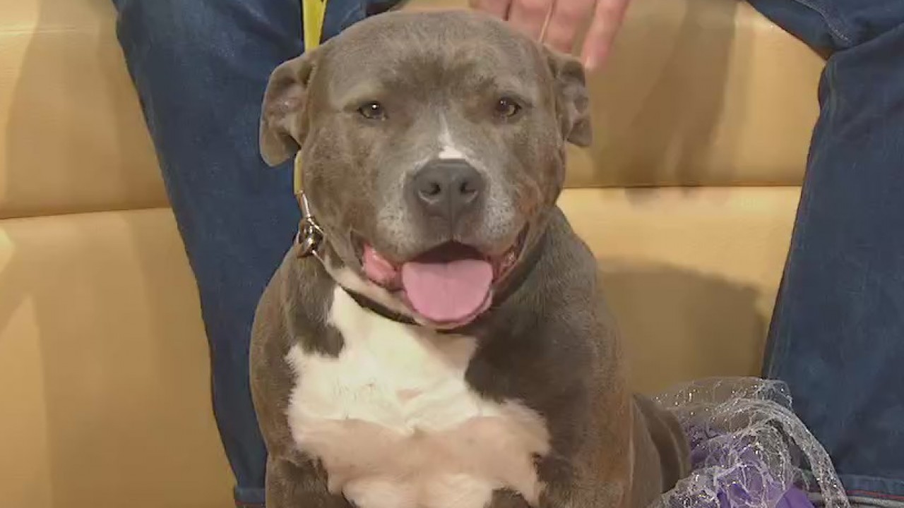Pet of the Week: Ophelia