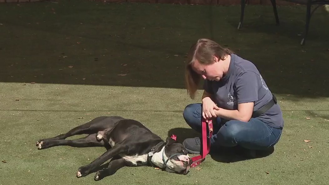 3-year-old Arizona pup looking for forever home