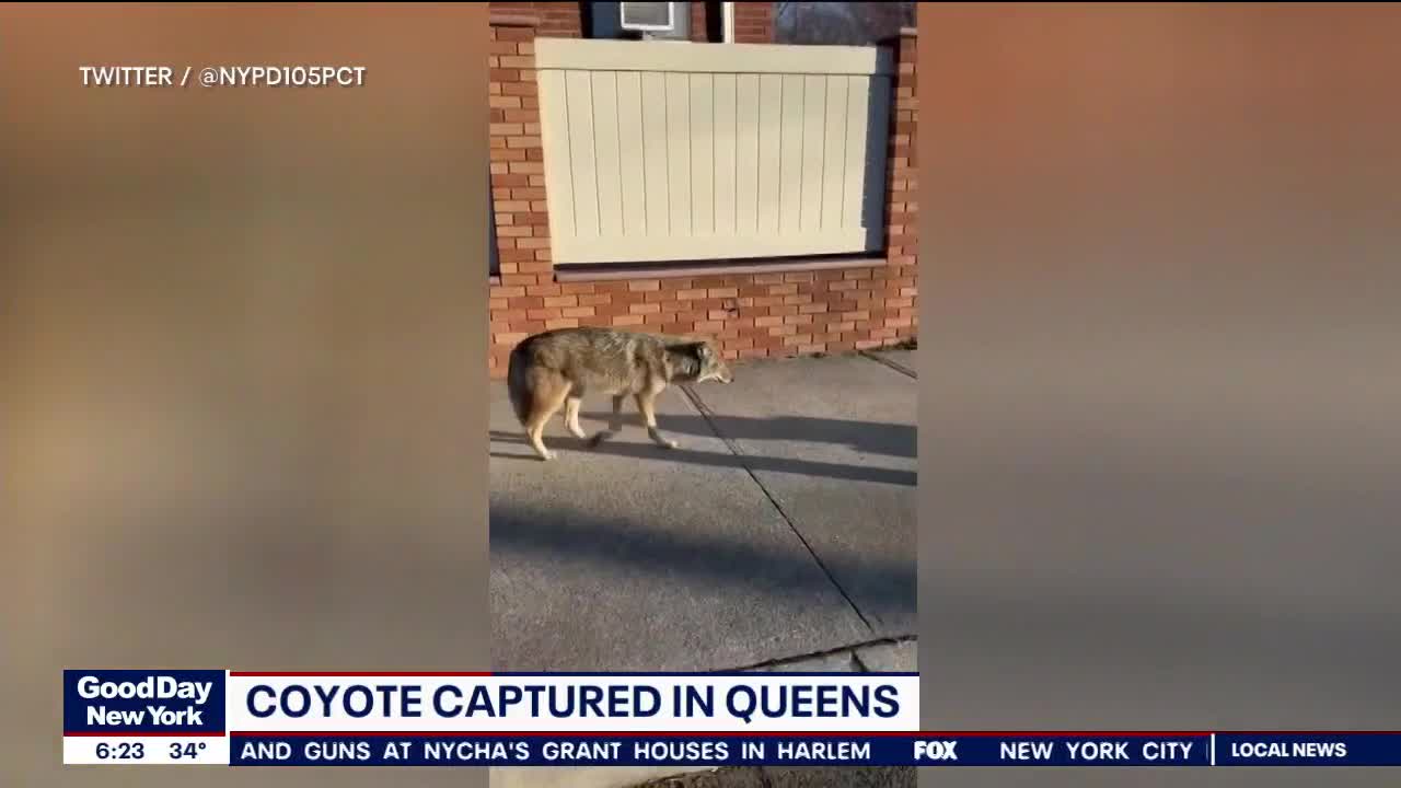 Coyote found roaming in Queens | FOX 5 New York