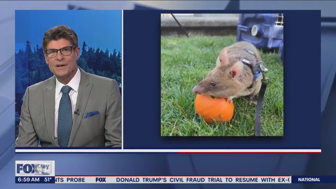 Celine the African giant pouched rat enjoys fall treat
