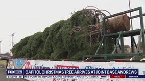 Capitol Christmas tree arrives at Joint Base Andrews