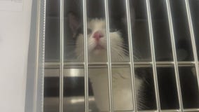 53 cats found living with woman in Metro Detroit motel room