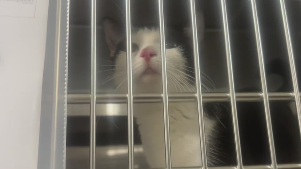 53 cats found living with woman in Metro Detroit motel room