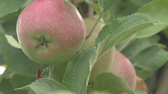 Apple picking at Apple Holler offers the ultimate opportunity to practice social distancing