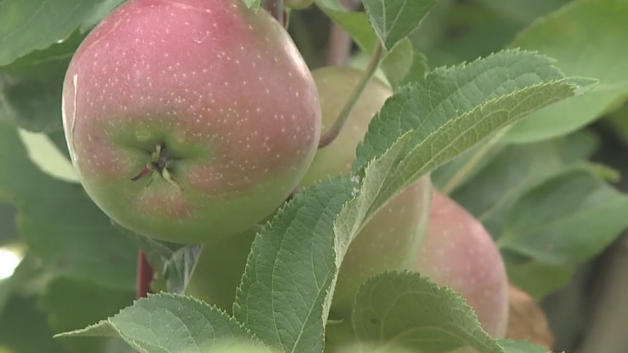 Apple picking at Apple Holler offers the ultimate opportunity to practice social distancing