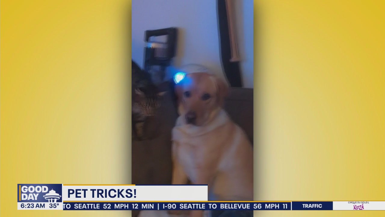 Pet Tricks for Thursday, January 16