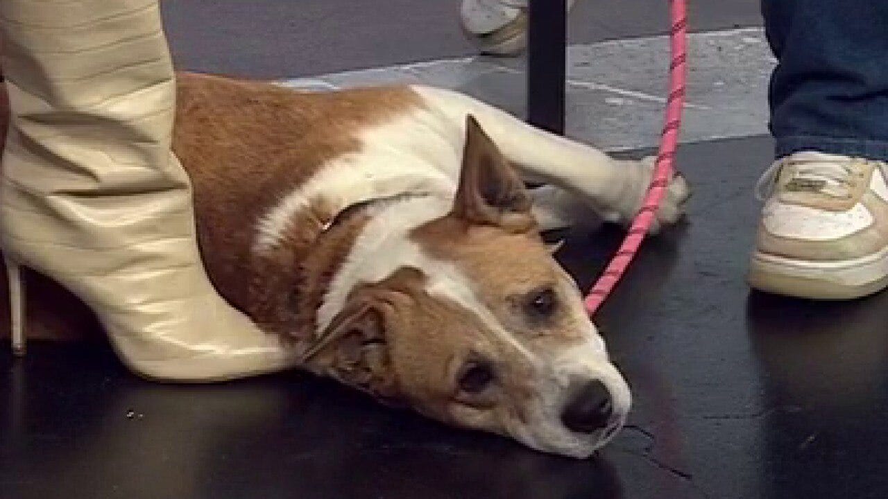 Lucky Charms at Pflugerville Animal Shelter