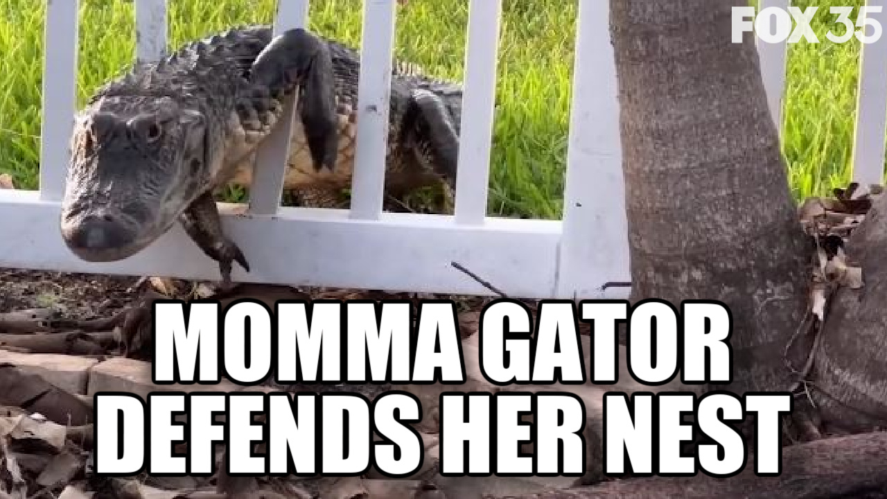 VIDEO: Momma alligator fiercely defends nest