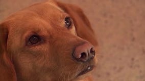 MN law gives housing protections for service dog trainers