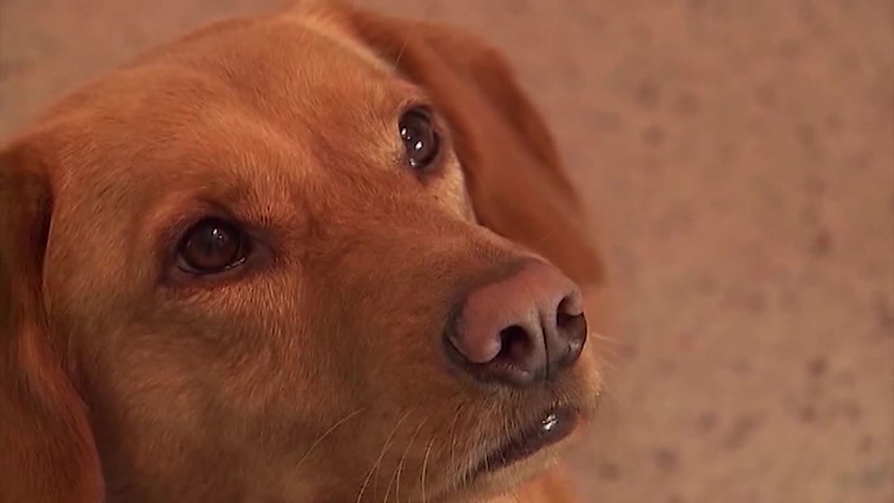 MN law gives housing protections for service dog trainers