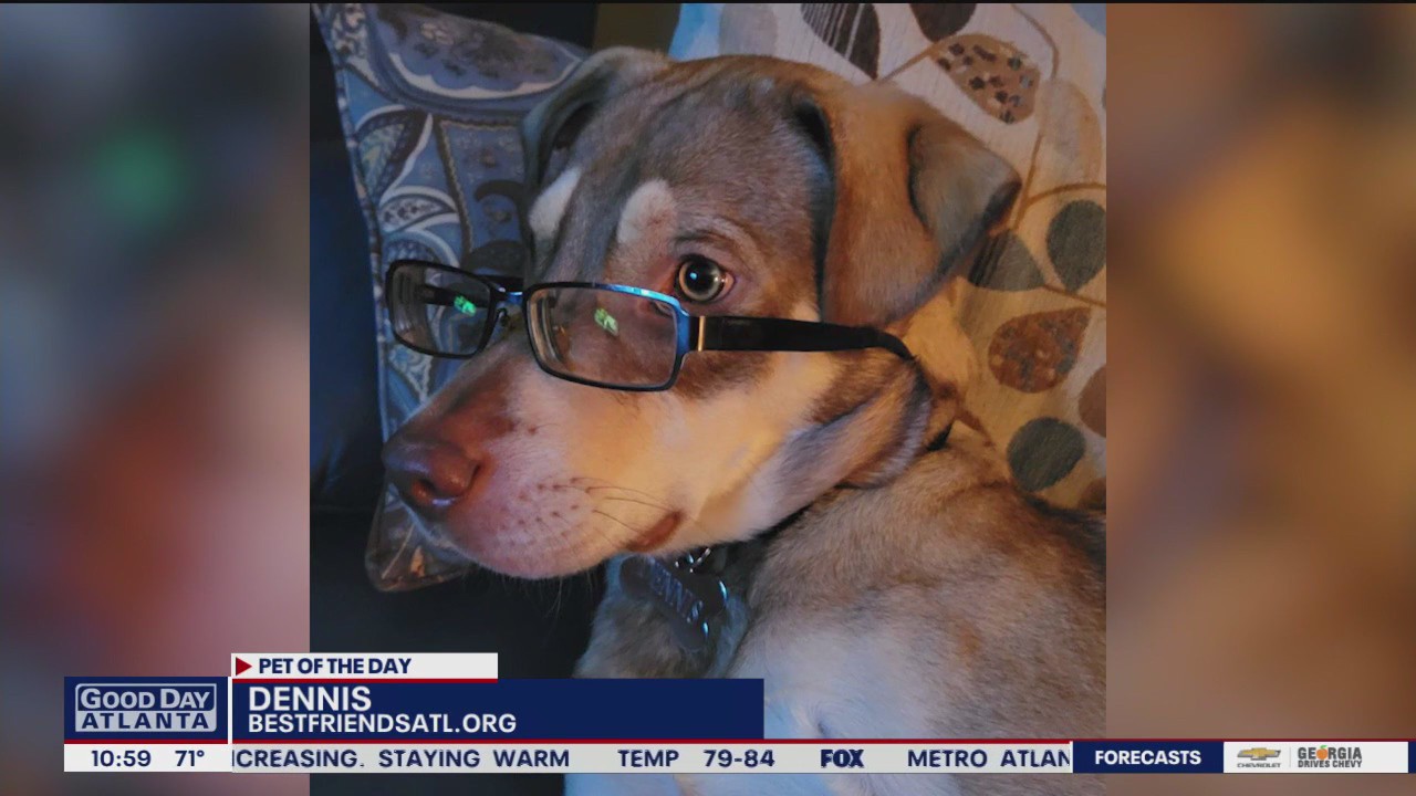 Pet of the Day from Best Friends Animal Society