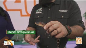 The 407 helps name new baby gator at Gatorland