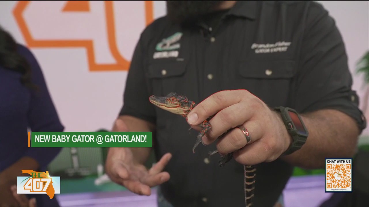 The 407 helps name new baby gator at Gatorland
