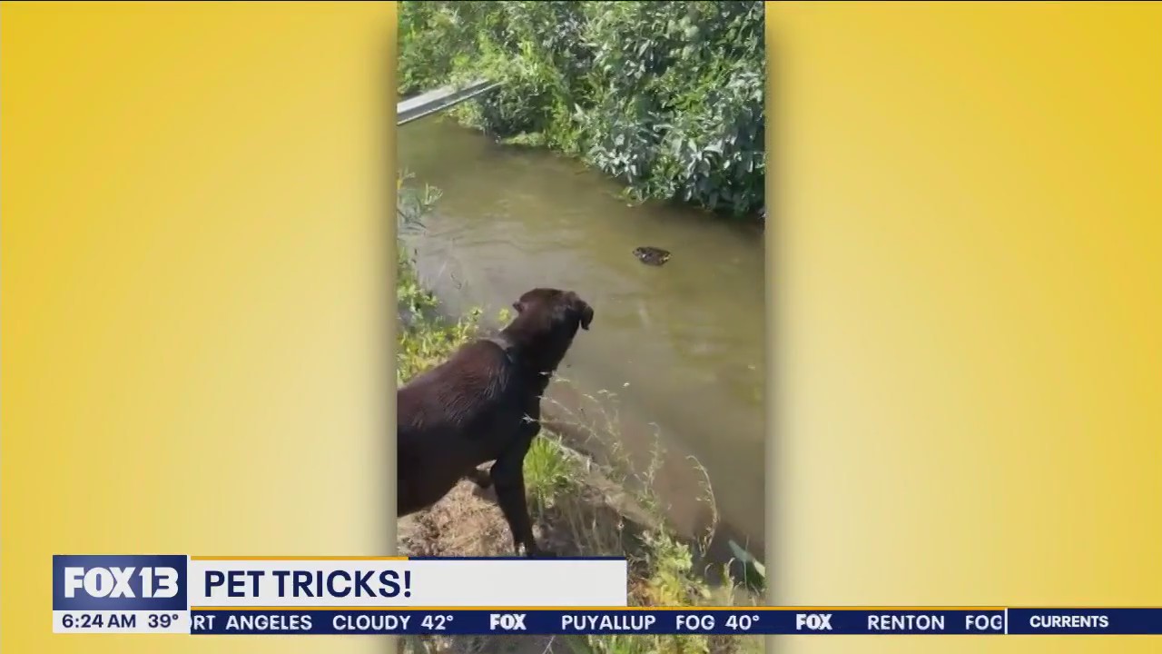 Pet Tricks for Monday, December 18