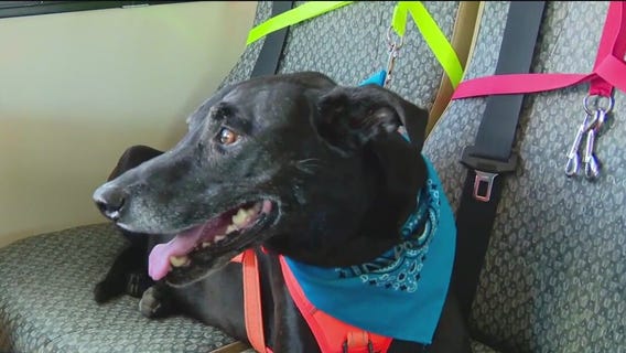 Mobile doggy daycare