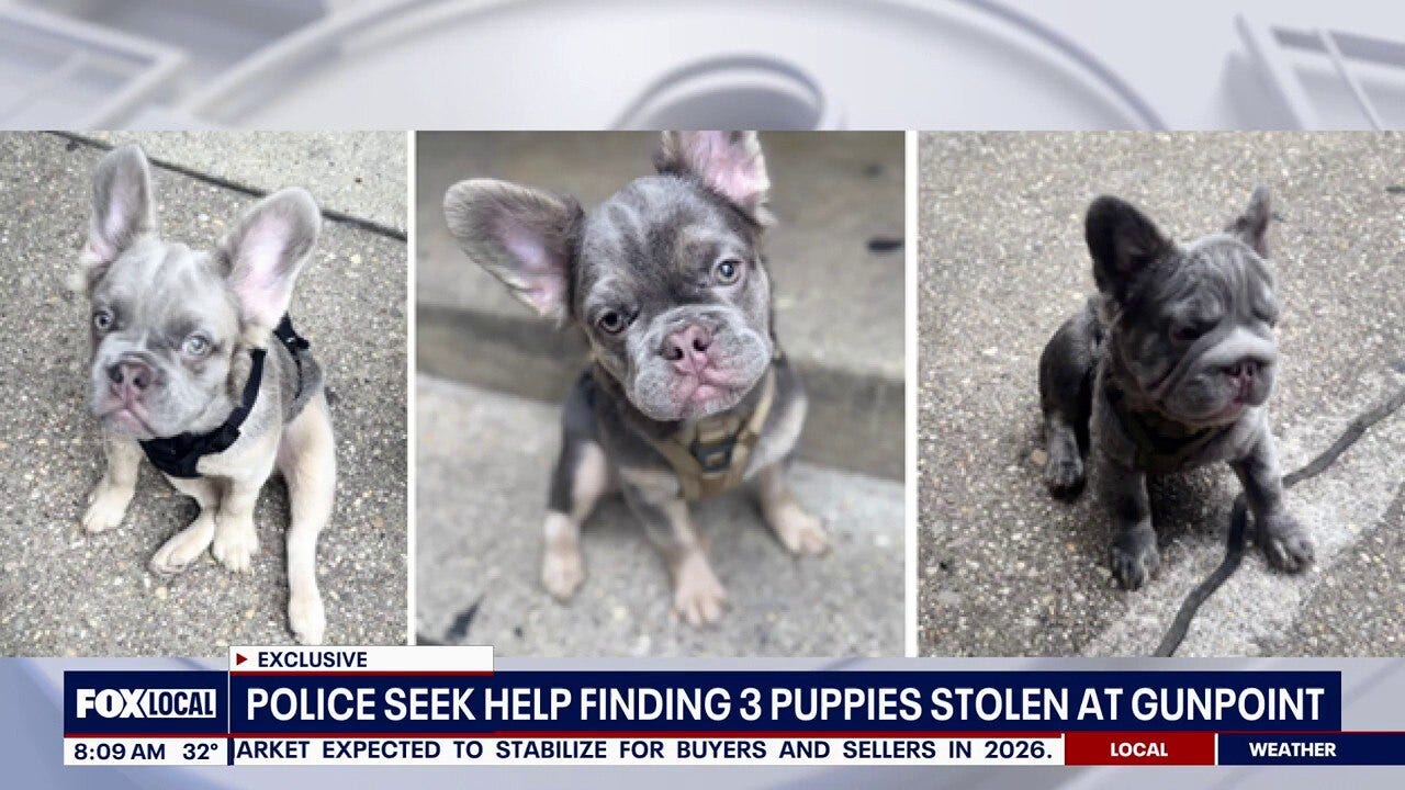 3 puppies stolen at gunpoint in DC: What we know about the case