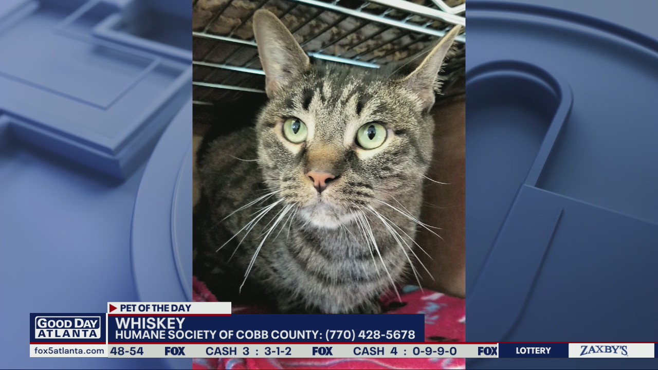 Pet of the Day from the Humane Society of Cobb County