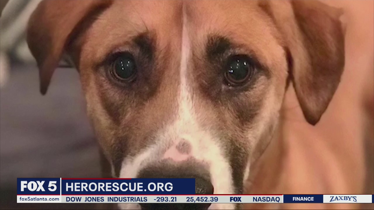 Pet of the Day: June 26, 2020