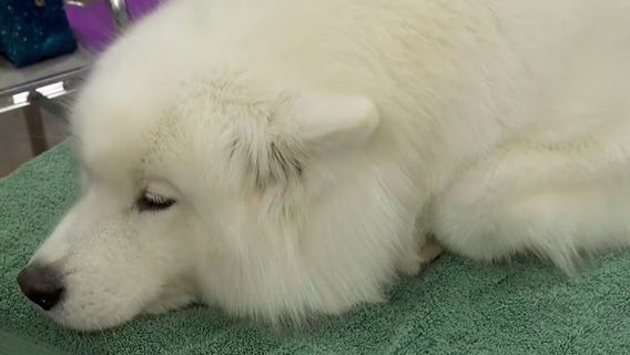 Land O'Lakes Dog Show runs through Sunday