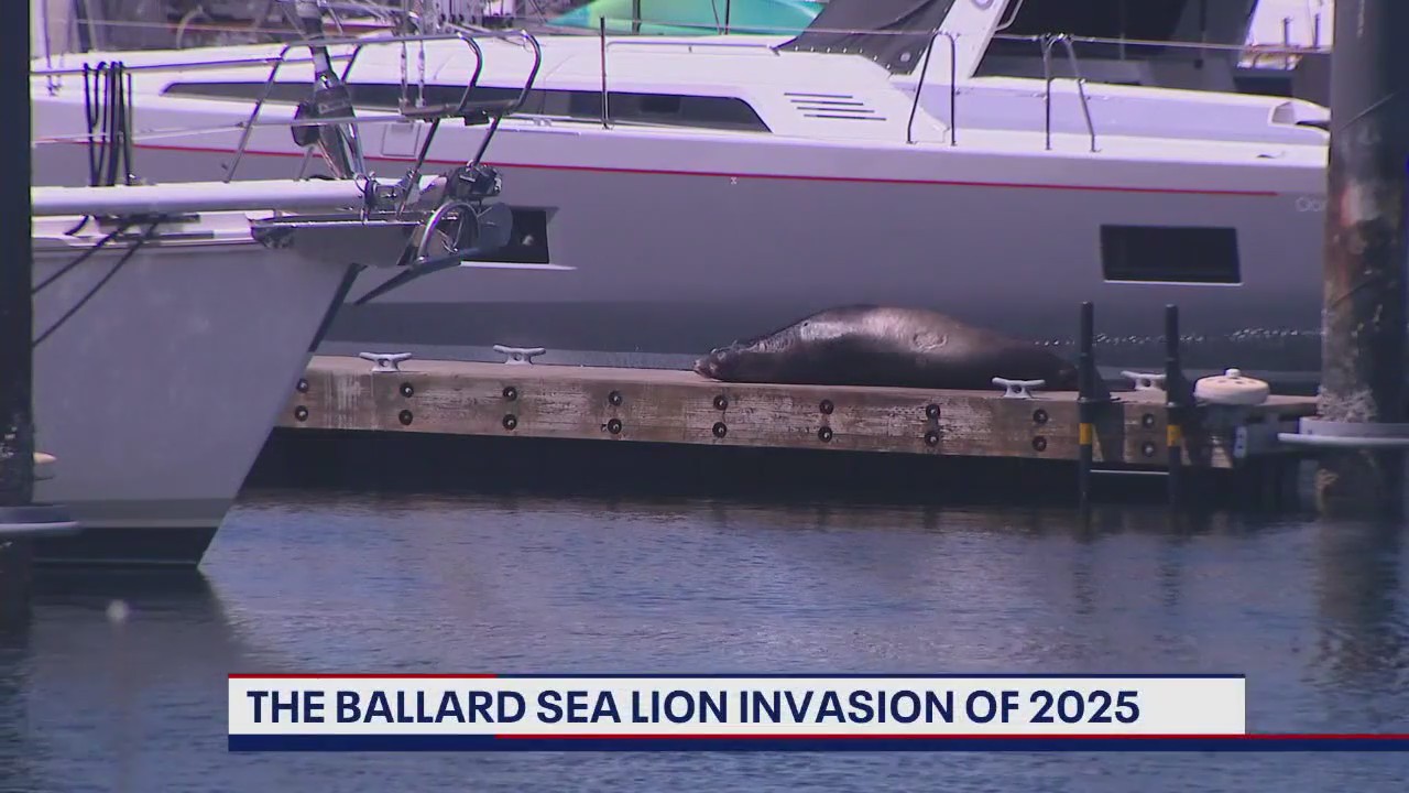Barking Comeback: Sea Lions reflect resilience of Puget Sound ecosystem