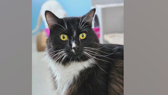 Meet Zander: Our Pet of the Day