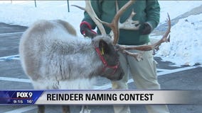 Minnesota Zoo needs help naming reindeer