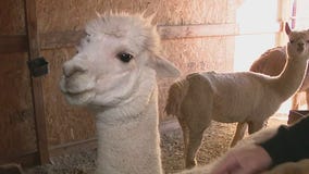 Cory's Corner: Desert Mirage Alpaca Ranch