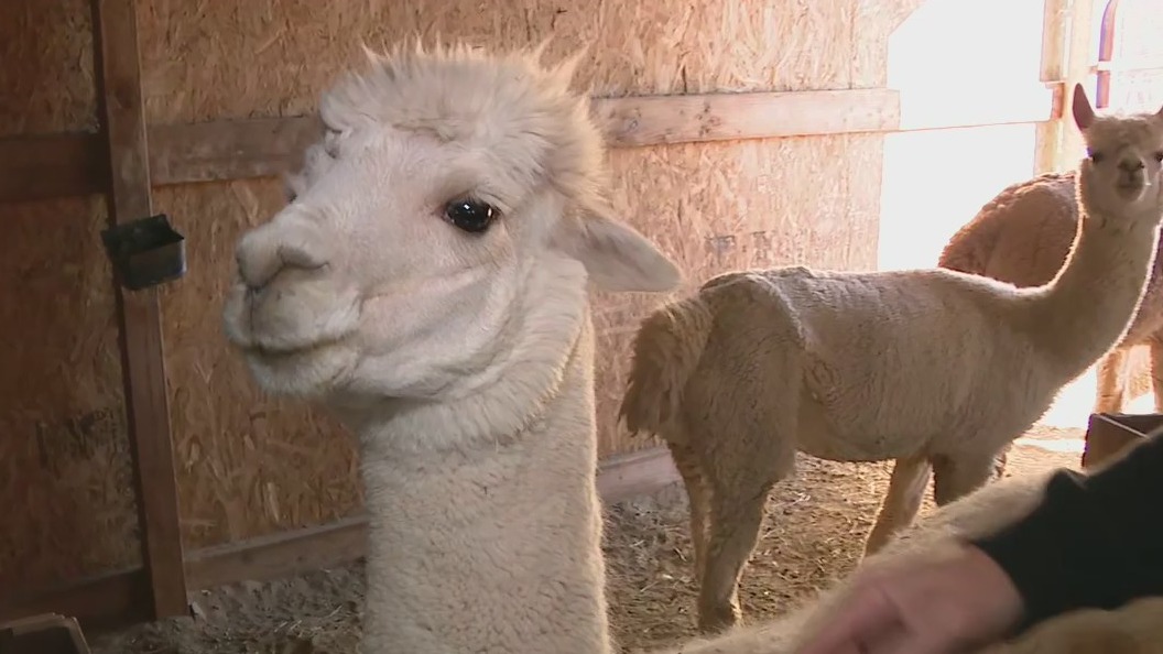 Cory's Corner: Desert Mirage Alpaca Ranch