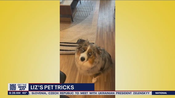 Liz?s Pet Tricks for Tuesday, March 15