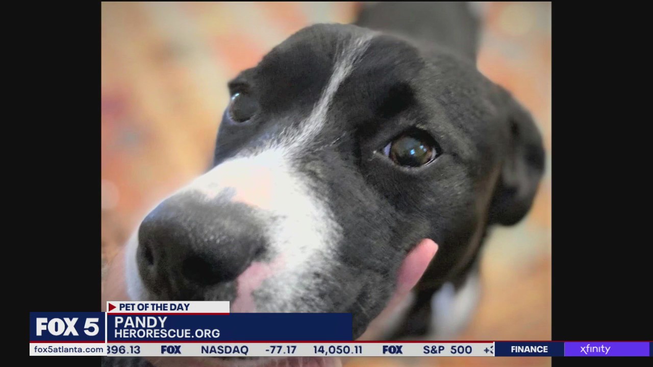 Pet of the Day from Hero Dog Rescue