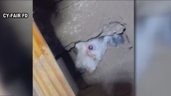 Cy-Fair FD rescue dog buried under shed