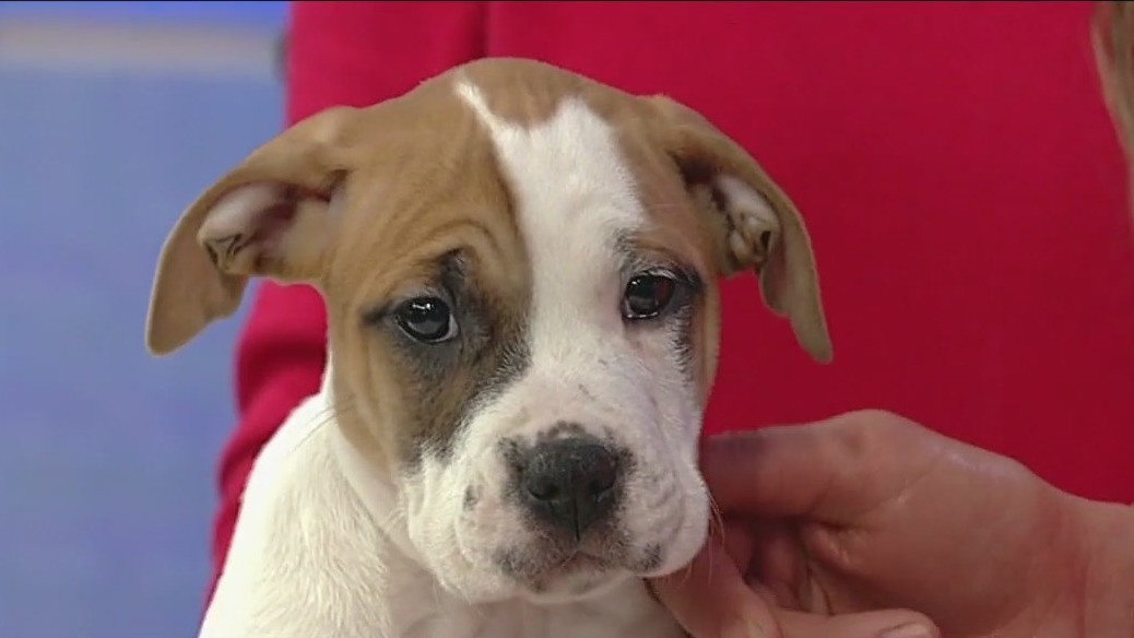 Meet Kaiden: Our Pet of the Day