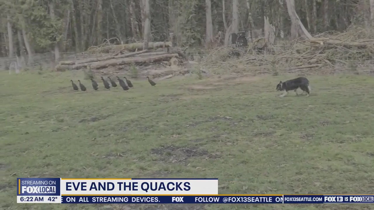 Pet Tricks for Friday, February 28